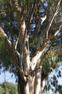 Eucalyptus trees, 10-24-09