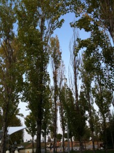 Poplar Trees, 10-27-09